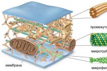 Немембранные органеллы цитоплазмы, их строение и функции